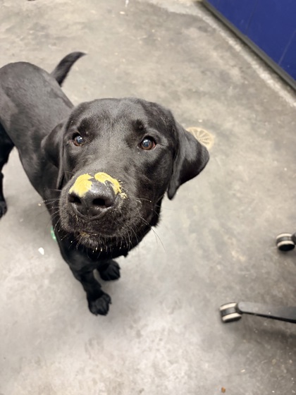 05473B GRIT - Labrador Retriever / Mix available for adoption