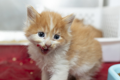 07610B HUEY- PETSMART JAMES ISLAND - Domestic Shorthair / Mix available for adoption