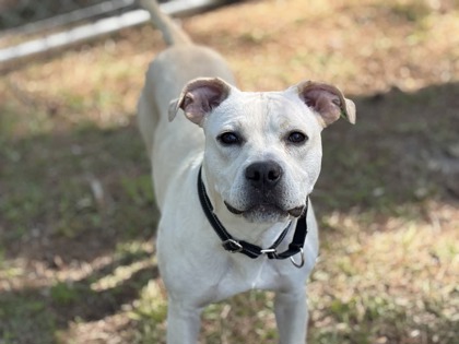 04125B Thumper Adoption Ambassador photo