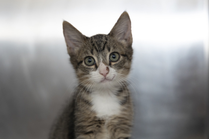 08809B BEAMER- PETSMART NORTH CHARLESTON - Domestic Shorthair / Mix available for adoption
