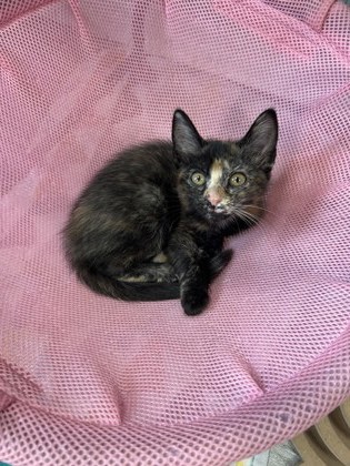 00372B Patches - Pet Supplies Plus Goose Creek photo