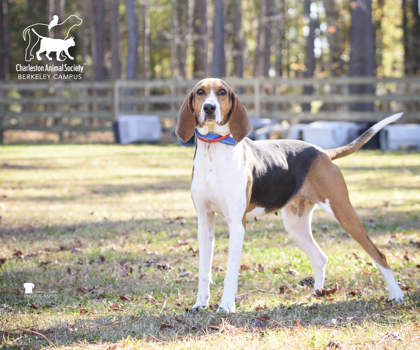 04159B Primrose photo