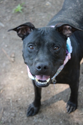 07404B AMBER - Terrier / Mix available for adoption