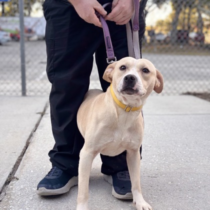 96268A BEN - Labrador Retriever / Mix available for adoption