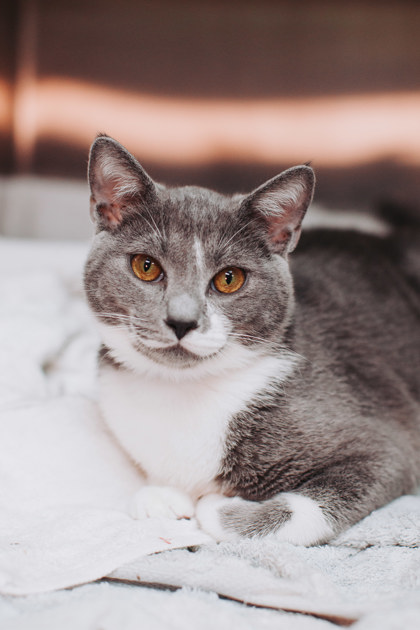 95966a Chewy- Petco West Ashley