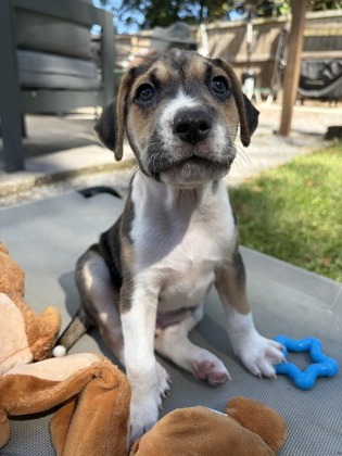 07250B JIMMY JR. (J.J) - Hound / Mix available for adoption