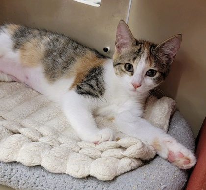 04554B EMMA- PETSMART SUMMERVILLE