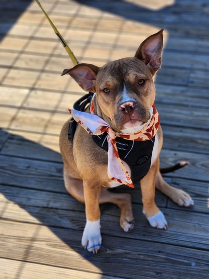 00375B Sandy - Adoption Ambassador photo