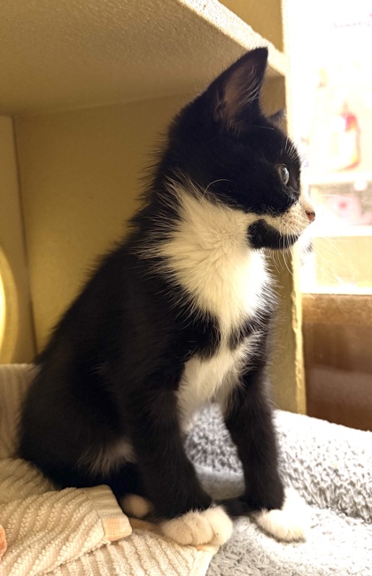 07348B BRAM PETSMART SUMMERVILLE - Domestic Shorthair / Mix available for adoption