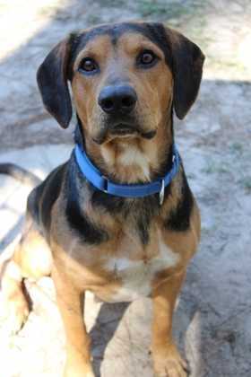 08918B GARTER - Hound / Mix available for adoption