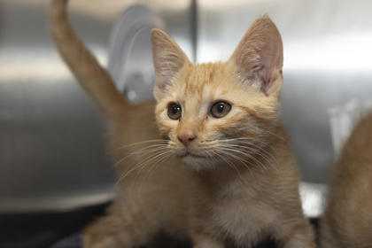 07790B SPOOKY- PETSMART NORTH CHARLESTON - Domestic Shorthair / Mix available for adoption