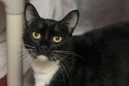 07196B ESTHER - Domestic Shorthair / Mix available for adoption