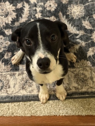 2062B Bark Brooks - Adoption Ambassador photo