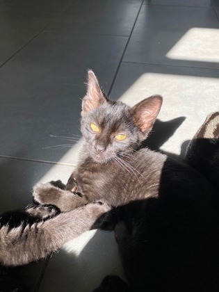 00554B Godzilla photo