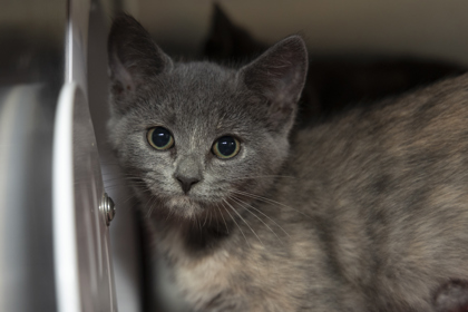 08610B DEWSCILLA- PETSMART NORTH CHARLESTON - Domestic Shorthair / Mix available for adoption