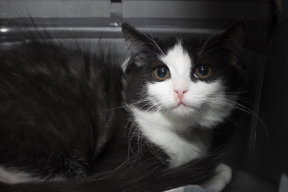 07188B HALEY - Domestic Shorthair / Mix available for adoption