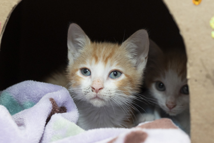 08725B CANDY CORN - Domestic Shorthair / Mix available for adoption