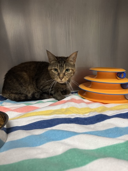 06553b Blondie photo