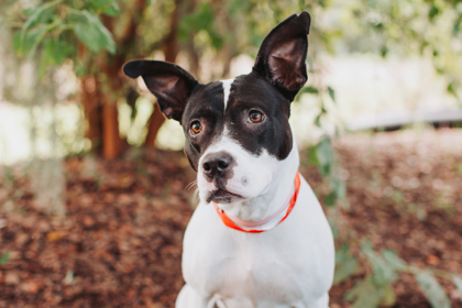 97390A JOZIE - American Staffordshire Terrier / Mix available for adoption