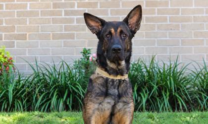 07338B DIEGO - German Shepherd / Mix available for adoption