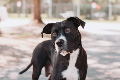 07365B BLACKBERRY - Labrador Retriever / Mix available for adoption
