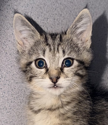 10418B TOOTSIE PETSMART SUMMERVILLE - Domestic Shorthair / Mix available for adoption