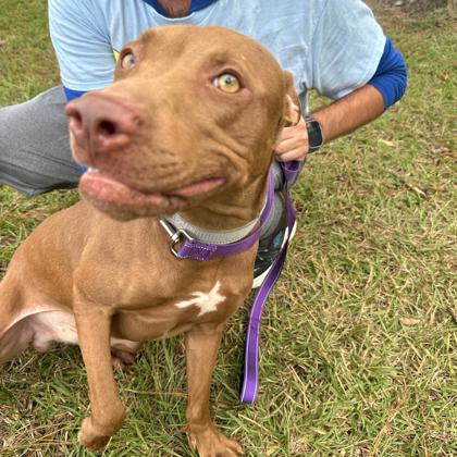 08583B PHANTOM - American Staffordshire Terrier / Mix available for adoption