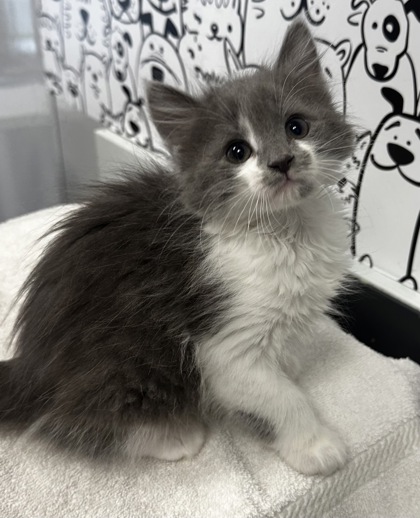 07411B FLORA - Domestic Shorthair / Mix available for adoption