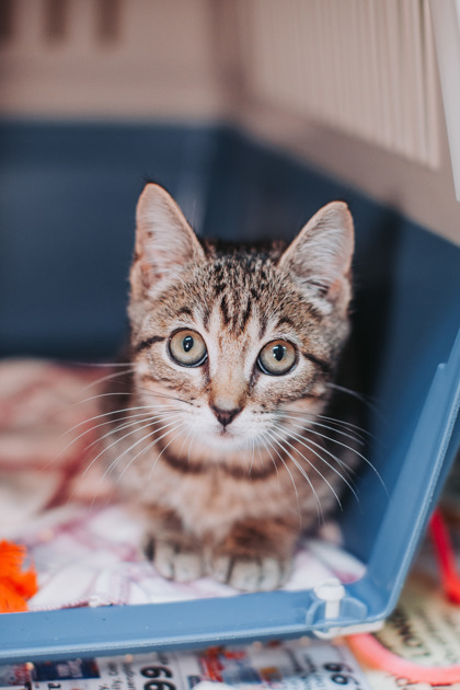 07902B JIMMY - Domestic Shorthair / Mix available for adoption