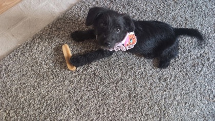 3422B Anastasia- Adoption Ambassador photo