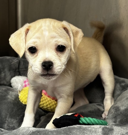 08370B CREAM PUFF - Short Coat Chihuahua / Pug available for adoption