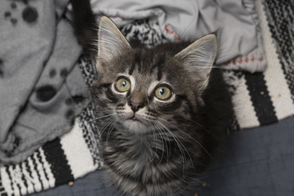 07128B MAKITA - PETCO NORTH CHARLESTON - Domestic Shorthair / Mix for adoption in Charleston
