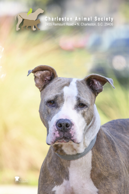 95578A LEIGH - Terrier / Mix for adoption in Charleston
