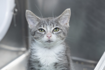 07887B FRAZZLE - Domestic Shorthair / Mix available for adoption
