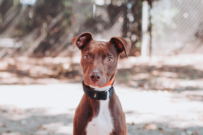 94996A BITSY - Labrador Retriever / Mix available for adoption