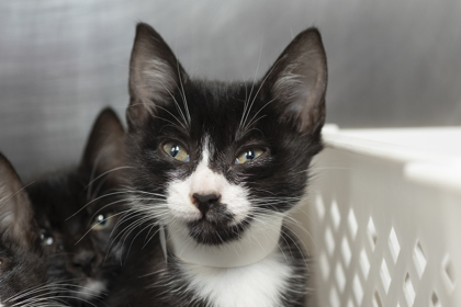 07911B Sherley - Petsmart Summerville