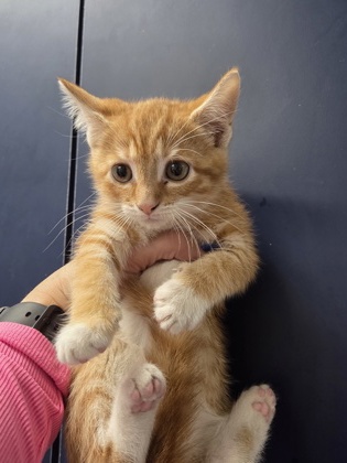 3249B Candy Corn photo