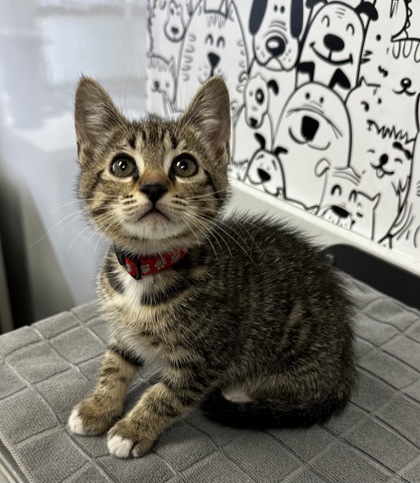 07197B SORBET - Domestic Shorthair / Mix available for adoption
