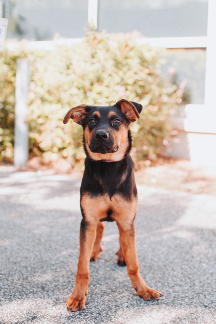 95015A HONEYDEW - German Shepherd / Mix available for adoption