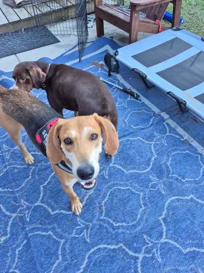 Bullet - Adoption Ambassador photo