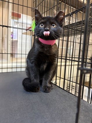 07576B SILLY SALLY - Domestic Shorthair / Mix available for adoption