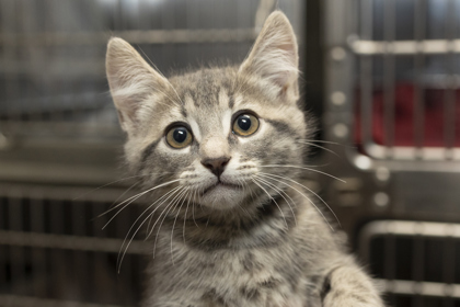 07195B  BISCOTTI - Domestic Shorthair / Mix available for adoption