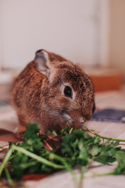 07656B FLUFFY - Rabbit / Rabbit available for adoption