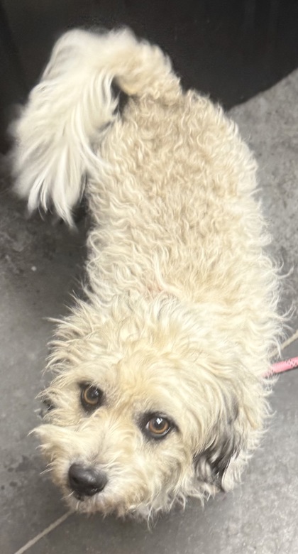 08765B DOUGLAS - Maltese / Mix available for adoption