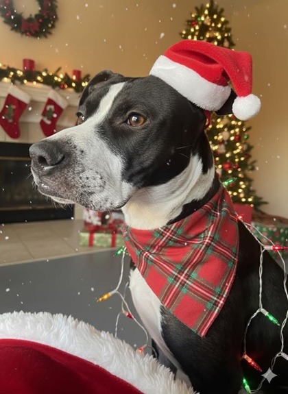 2405b  Truffle - Adoption Ambassador photo