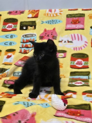 07497B EDGAR - Domestic Shorthair / Mix available for adoption
