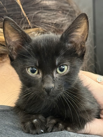 07667B LIONEL - Domestic Shorthair / Mix available for adoption