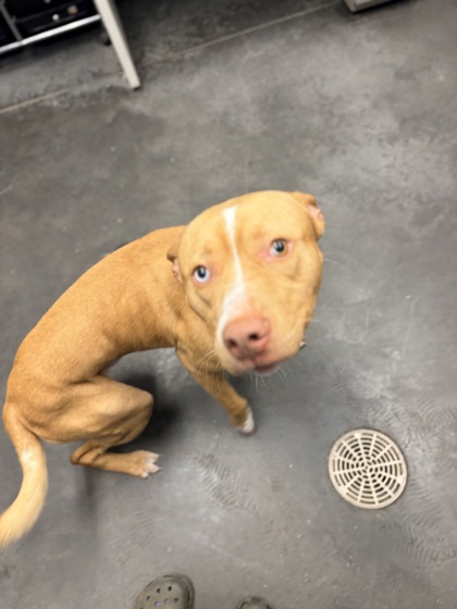 07391B JOCKO - Terrier / Mix available for adoption