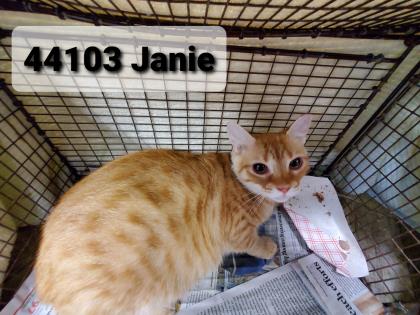 44103A Janie
