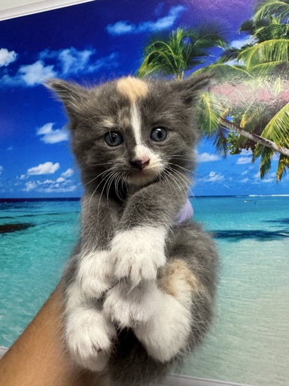 04417B Brownie photo